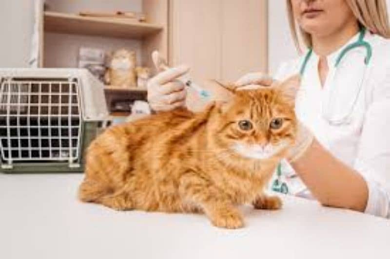 Pets vaccines and Dewormering 2