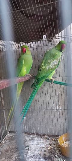 Green Neck Pair Parrot