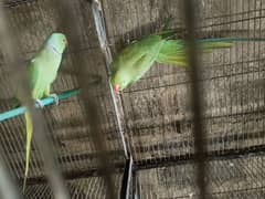 green ringneck pairs for sale