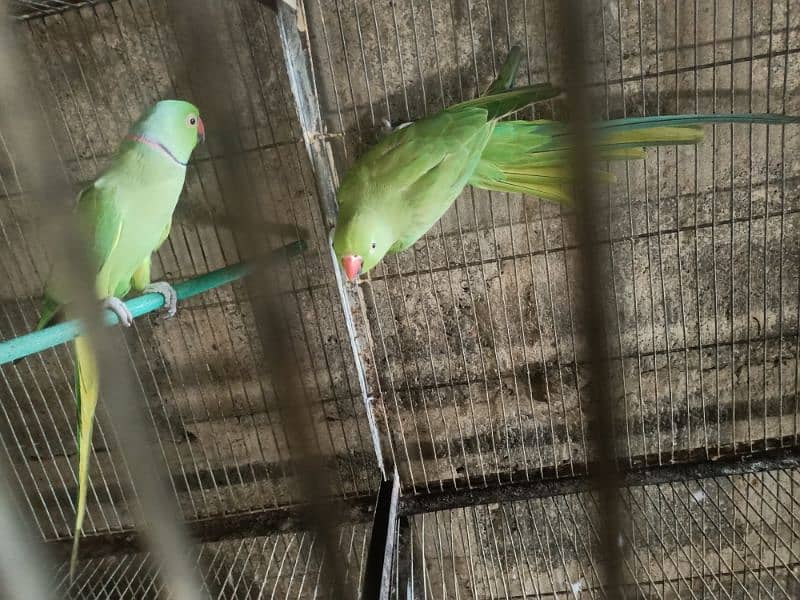 green ringneck pairs for sale 0