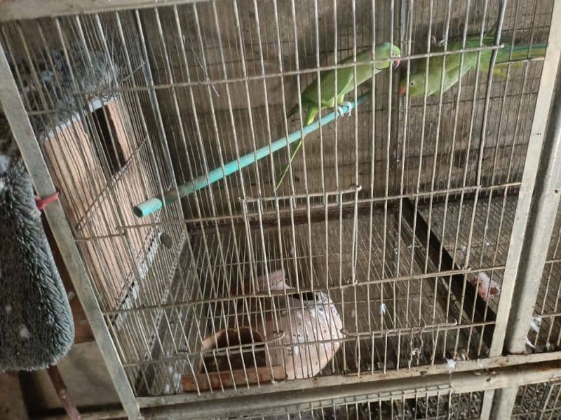green ringneck pairs for sale 1