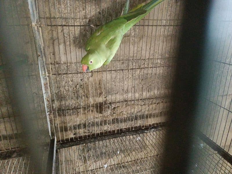 green ringneck pairs for sale 2