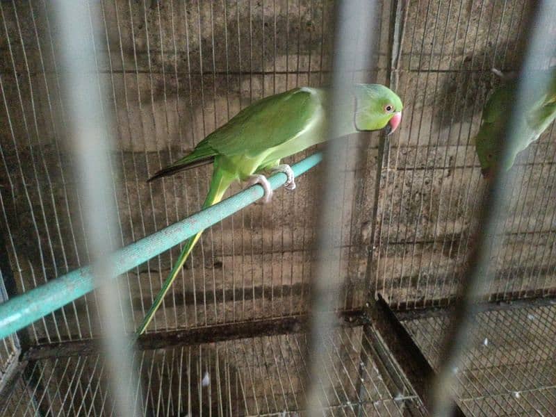 green ringneck pairs for sale 3