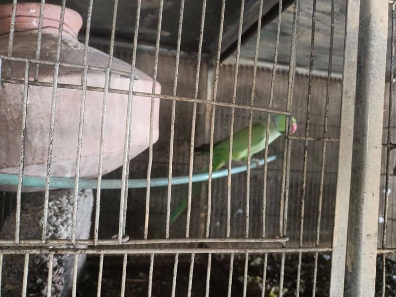 green ringneck pairs for sale 5
