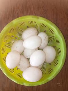 duck eggs 03245450769 what sup