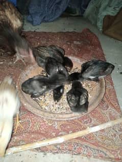 aseel chicks mianwali breed for sale