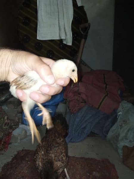 aseel chicks mianwali breed for sale 1