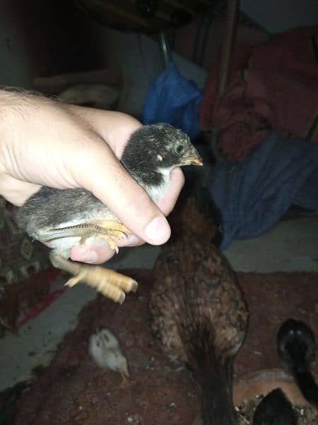 aseel chicks mianwali breed for sale 2