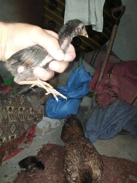 aseel chicks mianwali breed for sale 3