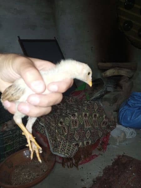 aseel chicks mianwali breed for sale 4