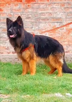 Topline show quality gsd proper long coat male for sale
