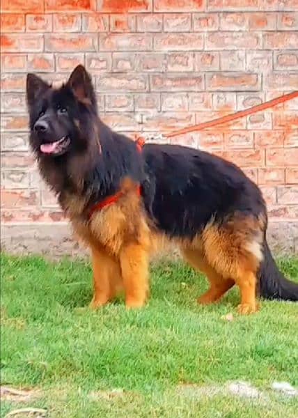 Topline show quality gsd proper long coat male for sale 0