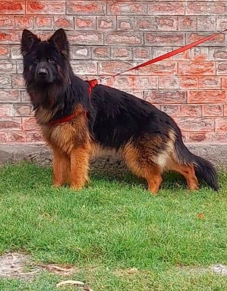 Topline show quality gsd proper long coat male for sale 1