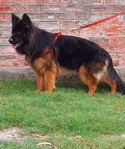 Topline show quality gsd proper long coat male for sale 2