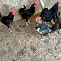 pair Australorp male and golden Misri male (03152135489)