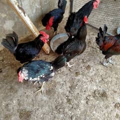 Male Australorp and  male golden Misri WhatsApp number (03152135489)