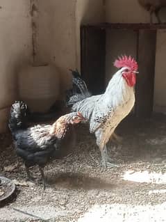 Mashallha Ghar k Paltu Cock & Hen