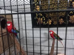 Rosellas for sale 0