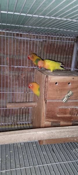 Parrots and Cages 9