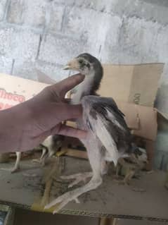 pure Lassani chicks for sale male female pic attached