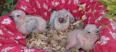 suncanour chicks