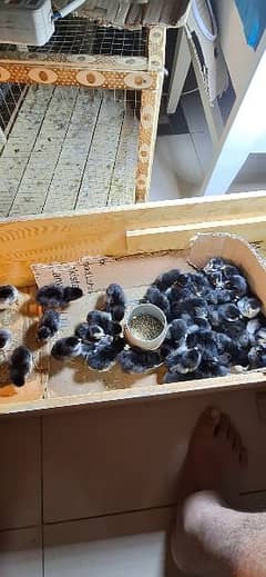 australorp vaccinated chick pure 0