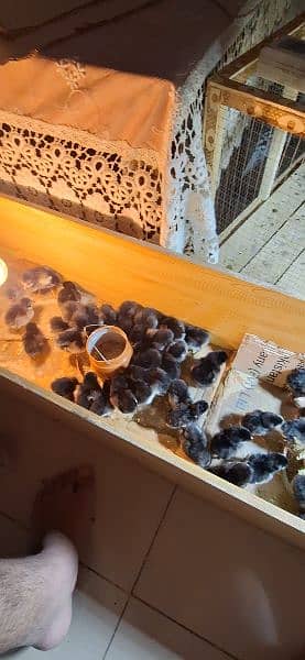 australorp vaccinated chick pure 1