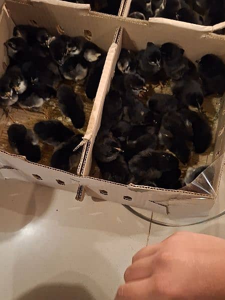 australorp vaccinated chick pure 3