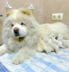 Lion Head Chow Chow Puppies