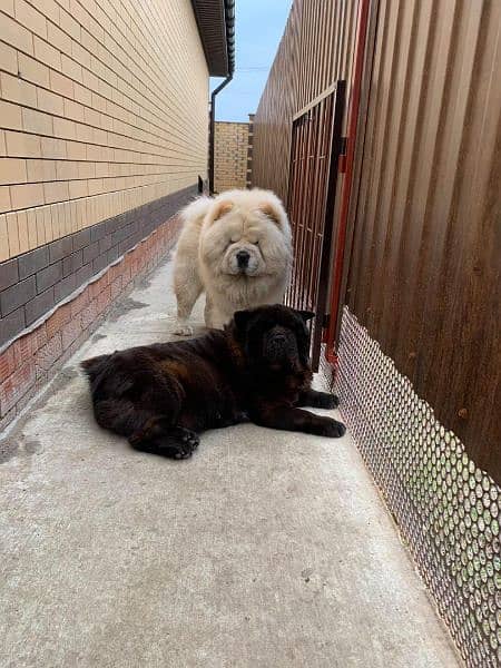 Lion Head Chow Chow Puppies 1
