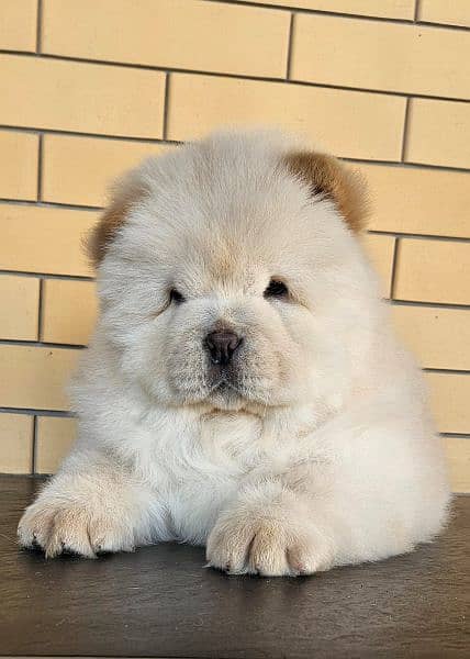 Lion Head Chow Chow Puppies 2