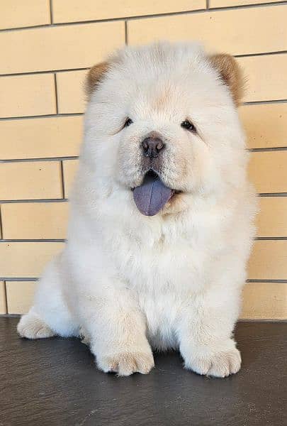 Lion Head Chow Chow Puppies 3