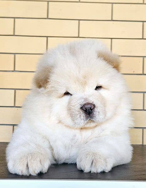 Lion Head Chow Chow Puppies 4