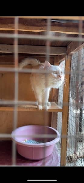 Persian cat white and light brown 11 months 2