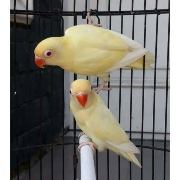 love birds Creamino, Albino breeder pair 1