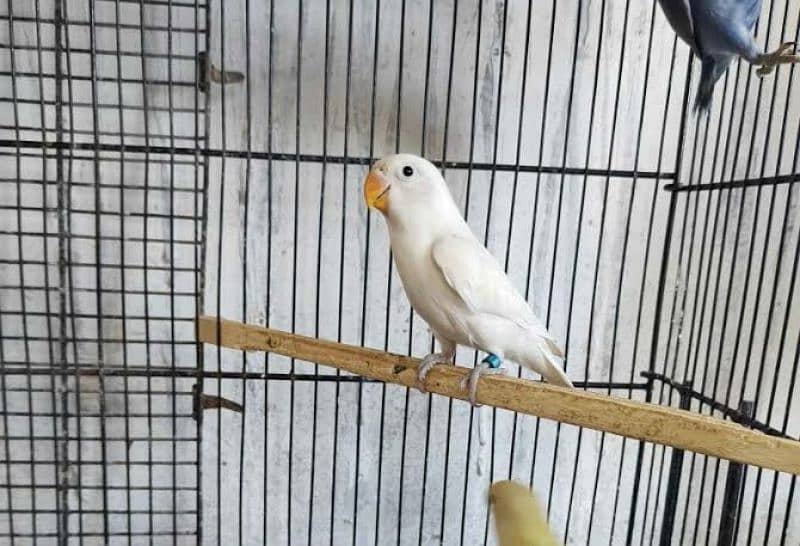 love birds Creamino, Albino breeder pair 3