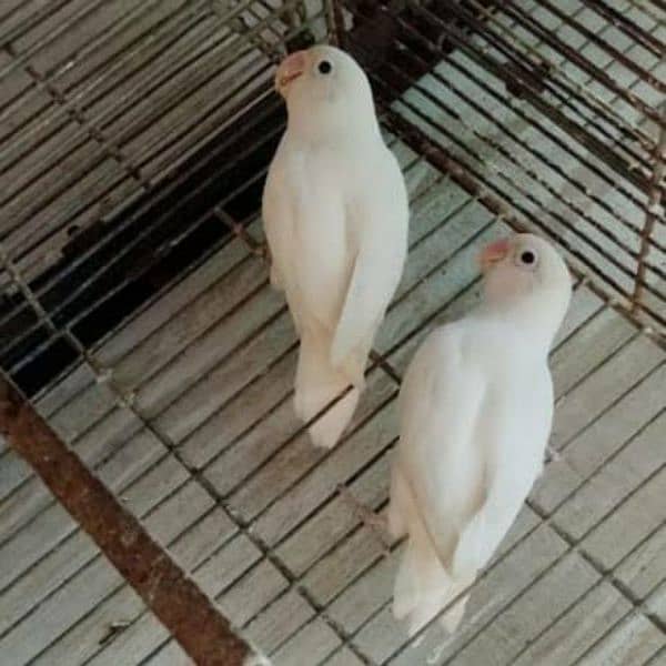 love birds Creamino, Albino breeder pair 4