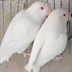 love birds Creamino, Albino breeder pair