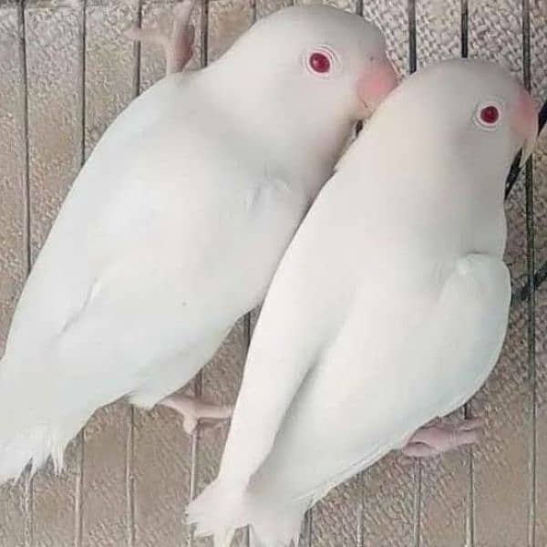 love birds Creamino, Albino breeder pair 5