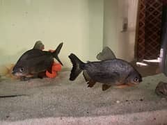 One Oscar and two Pacu fish full size