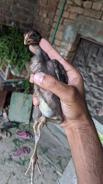 2 month age aseel chicks 7 4
