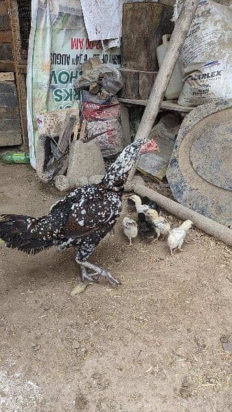 2 month age aseel chicks 7 5