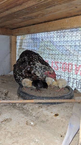 2 month age aseel chicks 7 6