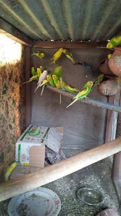 budgies parrots