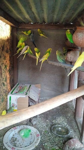 budgies parrots 1