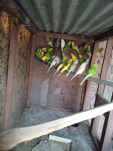budgies parrots 2