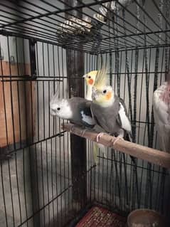 i want sale this parrot male female (adult) or pairs