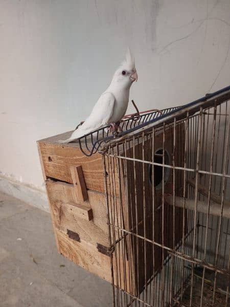 i want sale this parrot male female (adult) or pairs 1