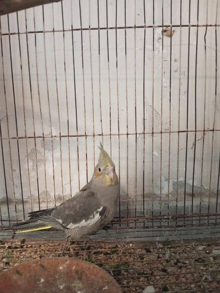 i want sale this parrot male female (adult) or pairs 2
