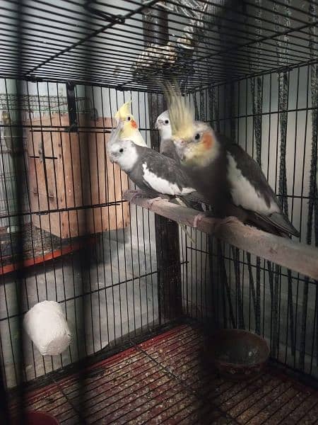 i want sale this parrot male female (adult) or pairs 3